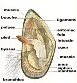 moule-anatomie